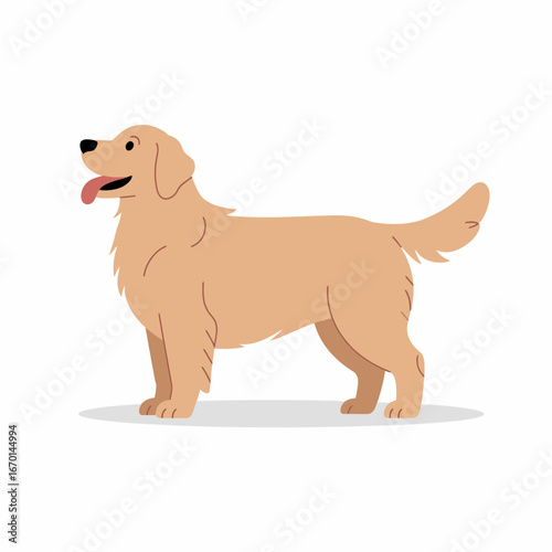 Happy golden retriever dog standing and panting