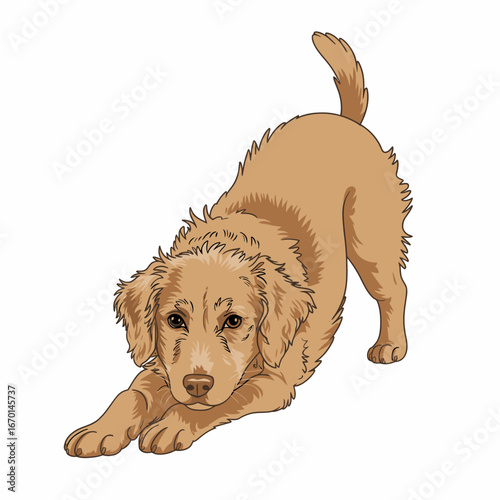 Playful golden retriever puppy in a play bow pose