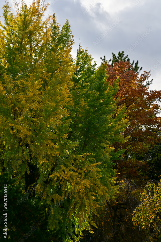 Fototapeta premium Close-up of the group of trees against the sky. Nature scene. Tree background.