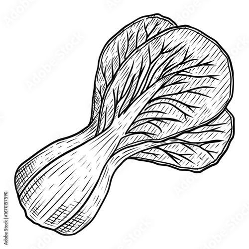 Hand Drawn Bok Choy Chinese Cabbage Sketch Illustration