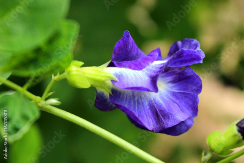 Butterfly pea flower (Clitoria ternatea) close-up, herbal plant photography for organic drink and eco wellness