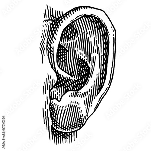 Ear drawing. Hand drawn illustration of a human hearing organ for medicine. Anatomy illustration engraving