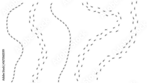 Ant trail. Walking group of black insects. Line of worker ants marching in search of food. Curve footpath of home pest isolated on transparent background. Vector