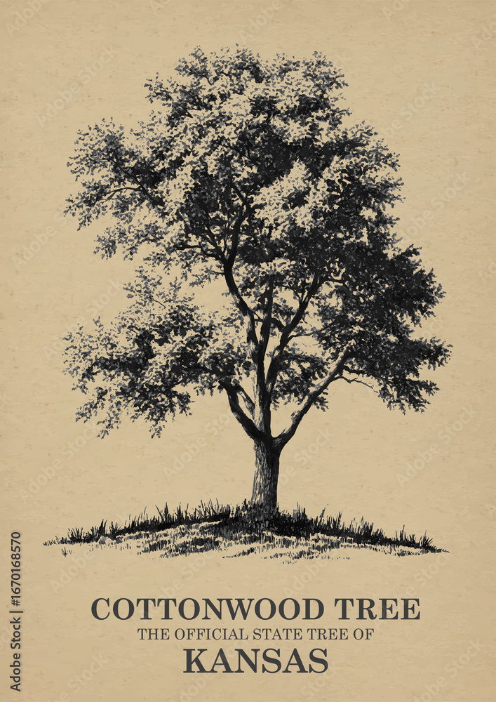 Fototapeta premium Kansas State Tree Cottonwood Wall art Poster, Illustration For Wall Hanging Home Decoration Vintage Wall Art, Us State Poster