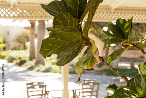 Close-up of a fiddle leaf f...