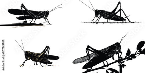 Grasshopper Silhouette, Insect Vector Set VECTOR