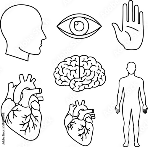 Isolated a Human body parts and internal organs in simplified linear style vector illustration set. Includes head, eye, hand, brain, heart, and full body silhouette in black stroke design. vector art 