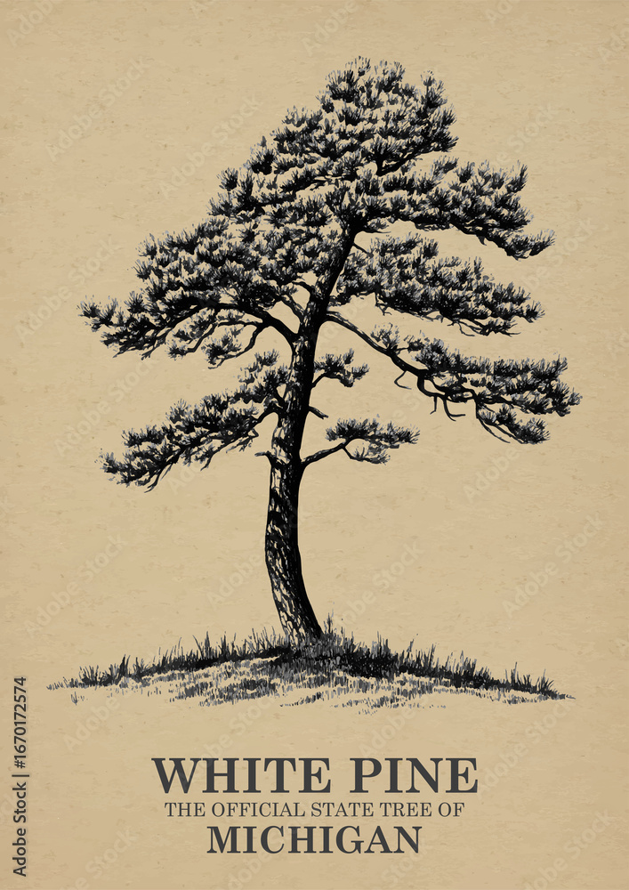 Fototapeta premium Michigan State Tree White pine Wall art Poster, Illustration For Wall Hanging Home Decoration Vintage Wall Art, Us State Poster