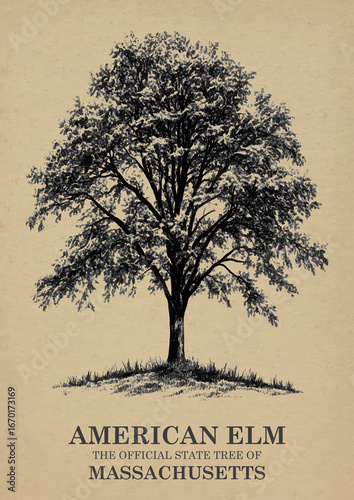 Massachusetts State Tree American elm Wall art Poster, Illustration For Wall Hanging Home Decoration Vintage Wall Art, Us State Poster