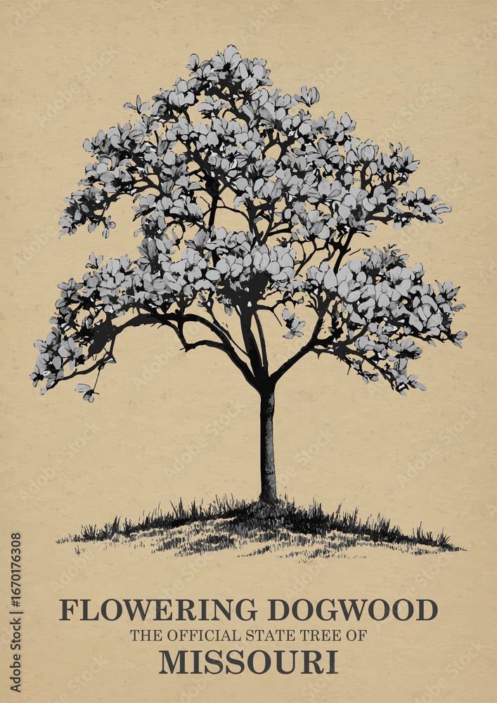 Fototapeta premium Missouri State Tree Flowering dogwood Wall art Poster, Illustration For Wall Hanging Home Decoration Vintage Wall Art, Us State Poster
