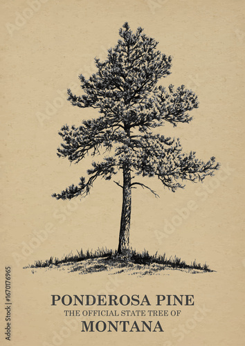 Montana State Tree Ponderosa pine Wall art Poster, Illustration For Wall Hanging Home Decoration Vintage Wall Art, Us State Poster