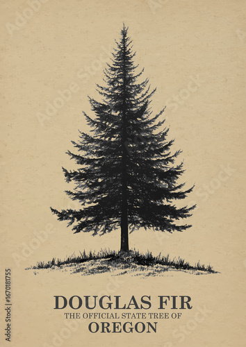 Oregon State Tree Douglas fir Wall art Poster, Illustration For Wall Hanging Home Decoration Vintage Wall Art, Us State Poster