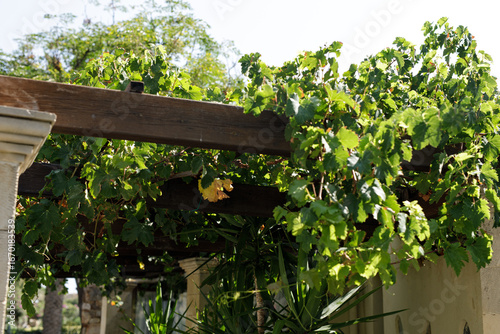 Stock photo of a lush grape...