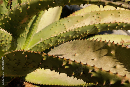 Detailed image of aloe vera...