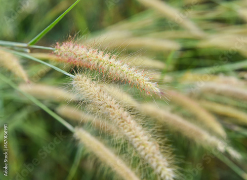 green plant pennisetum background