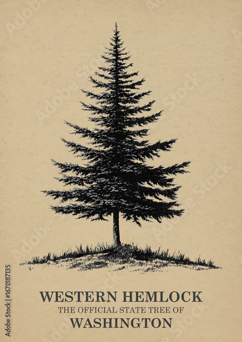 Washington State Tree Western hemlock Wall art Poster, Illustration For Wall Hanging Home Decoration Vintage Wall Art, Us State Poster