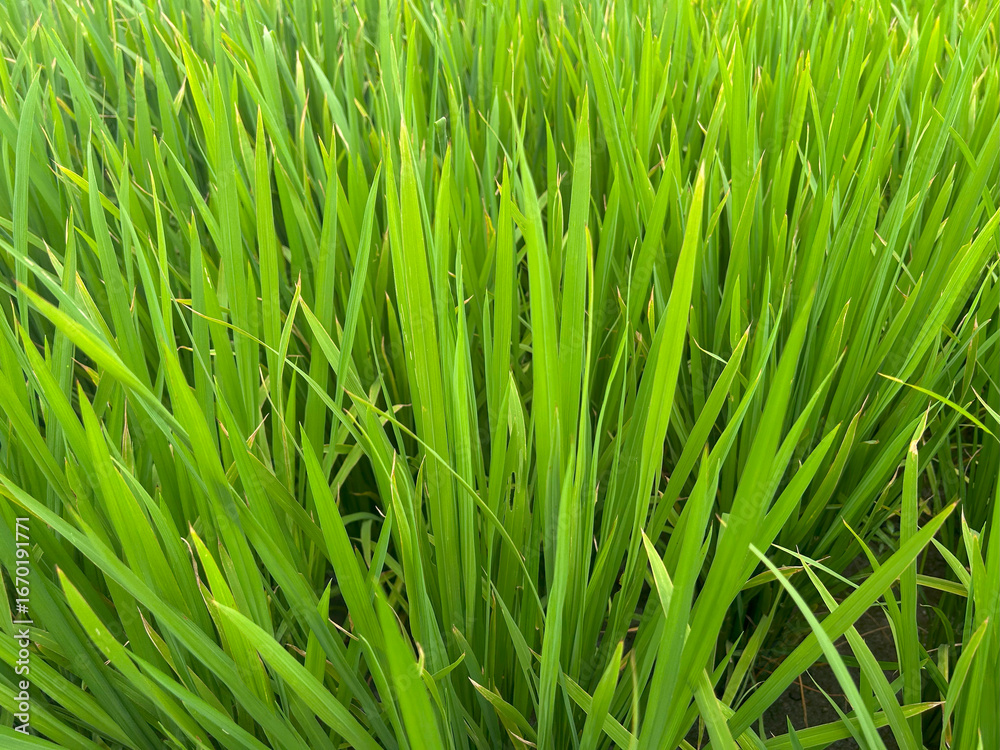 Fototapeta premium Agricultural Paddy field close up shot in day light