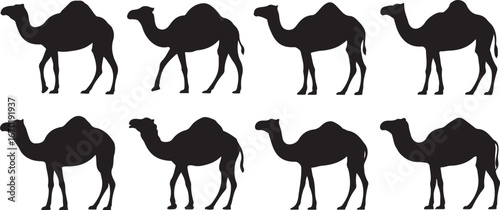 Camel silhouettes