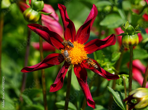 bees (apis mellifera) collect pollen on a red flower