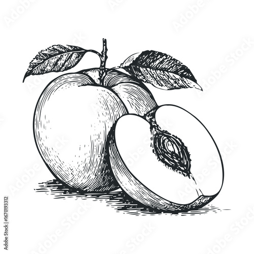 Detailed black and white illustration of whole and sliced peach with leaves