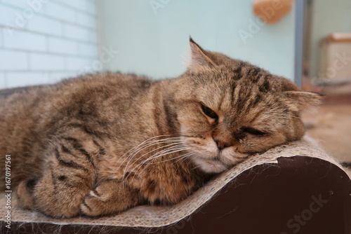 Wallpaper Mural Cat with scabies disease that attacks the eyes. Cat with eye infection looking at camera. Sick Cat eye half closed from pain. Torontodigital.ca