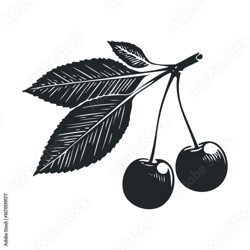 Vintage style illustration of cherry branch with leaves