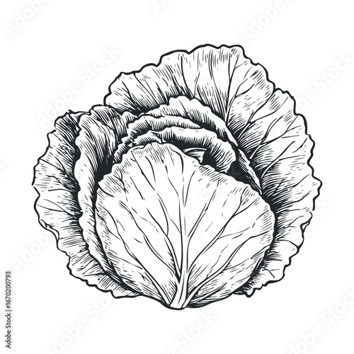 Intricate black and white cabbage line art illustration