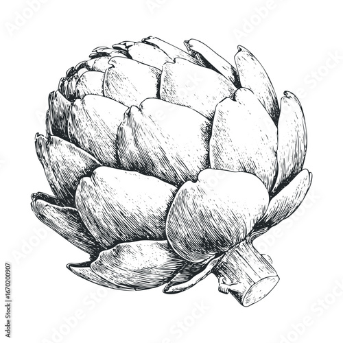Detailed black and white sketch of a single artichoke with intricate linework and texture