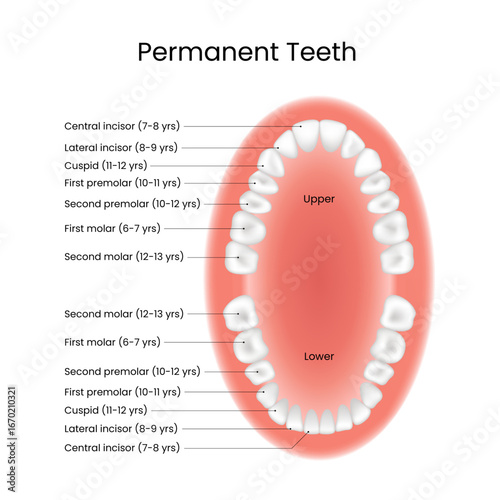 Permanent Teeth Diagram Eruption Ages