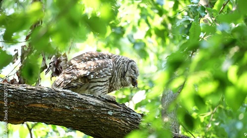 barred owl eats a rodent whole