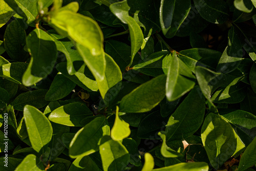 High-quality photo of vibra...