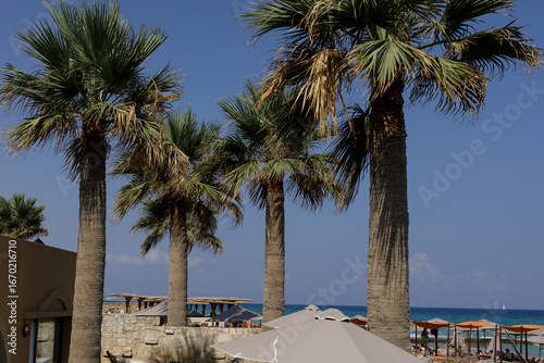Stunning view of palm trees...