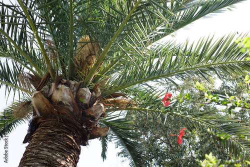Stunning close-up of a palm...