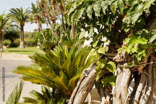 Lush greenery of a Mediterr...