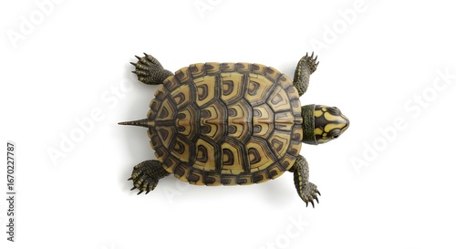 Turtle top view