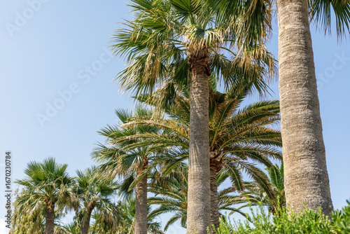 Stunning image of tall palm...