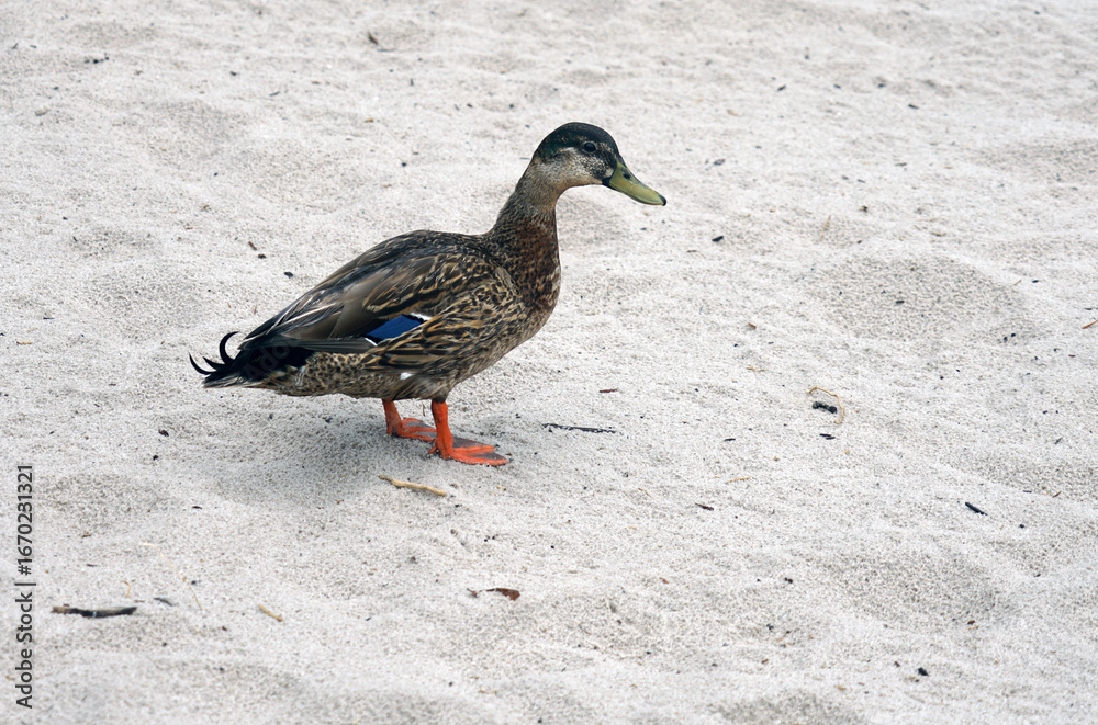 Fototapeta premium View of a duck on the sand in Florida