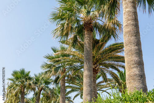 Stunning image of tall palm...