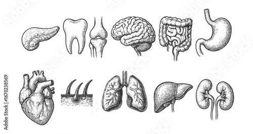 Black-and-white anatomical diagram of internal organs—heart, lungs, brain, stomach, intestines and more—clear medical reference plate