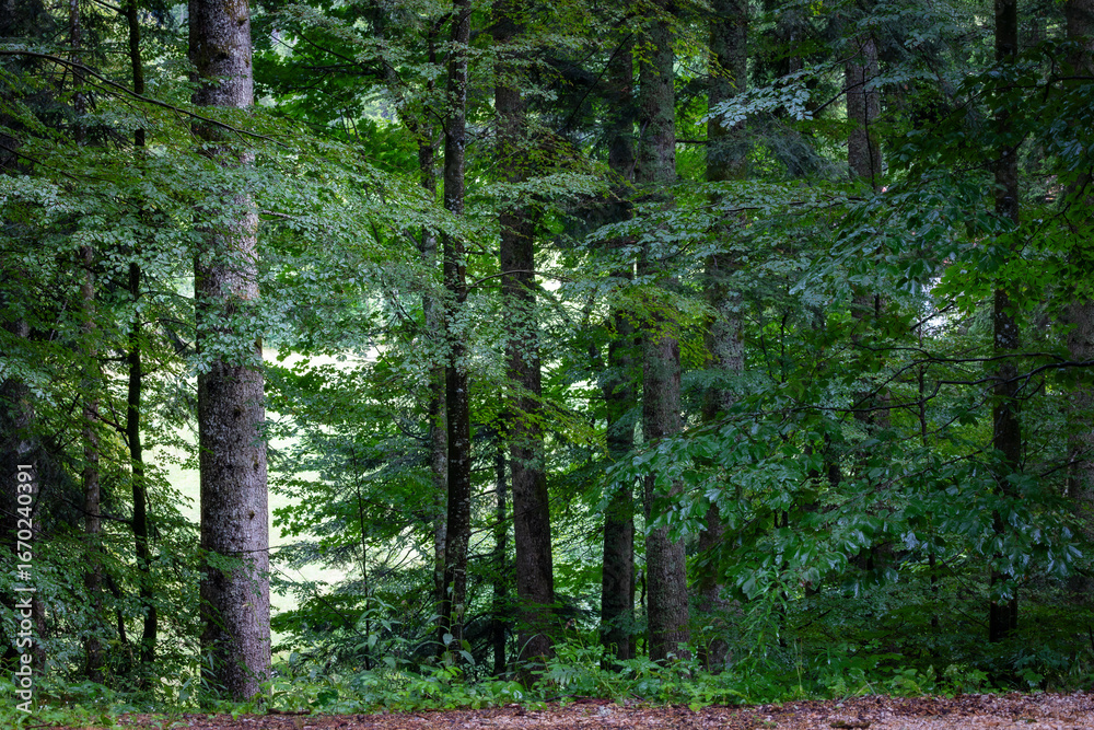 Obraz premium Verdant forest, horizontal landscape