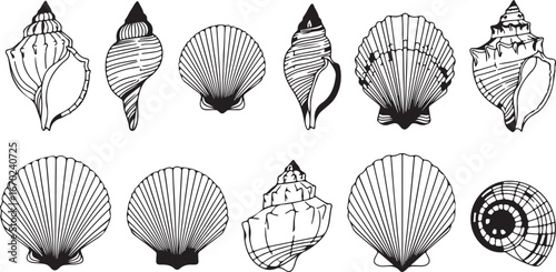 Collection of detailed black and white seashells natural history nautical ocean life