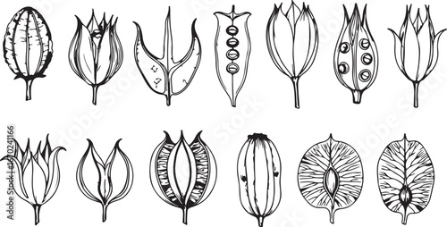 Botanical study of various plant seed pods and buds in detailed line drawings