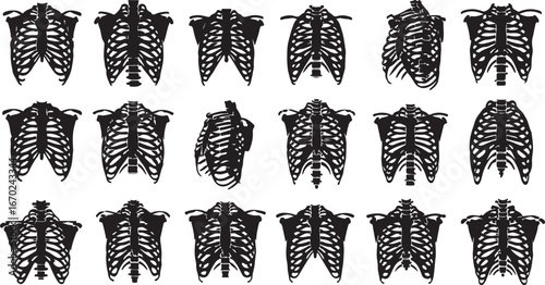 Collection of detailed human rib cage anatomical views for medical and educational use