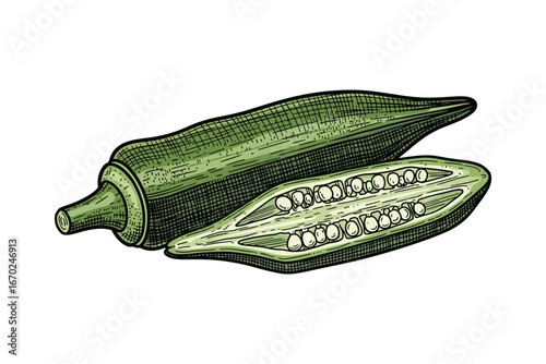 Green Okra Vegetable, Fresh and Sliced Showing Seeds, Hand Drawn Style Vector Illustration