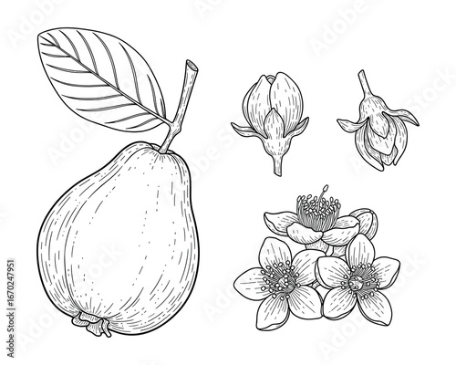 Guava Fruit, Leaf, and Flowers in Various Stages of Bloom, Hand Drawn Style, Black and White Illustration, Isolated Vector Illustration.