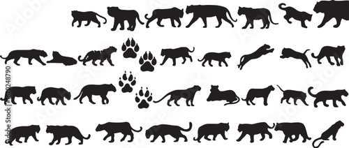 big cat, tiger, lion, jaguar, leopard, puma, cougar, animal, silhouette, paw print, paw, illustration, graphic, design, vector, icon, set, collection, wildlife, predator, jungle, savanna, big cat pose