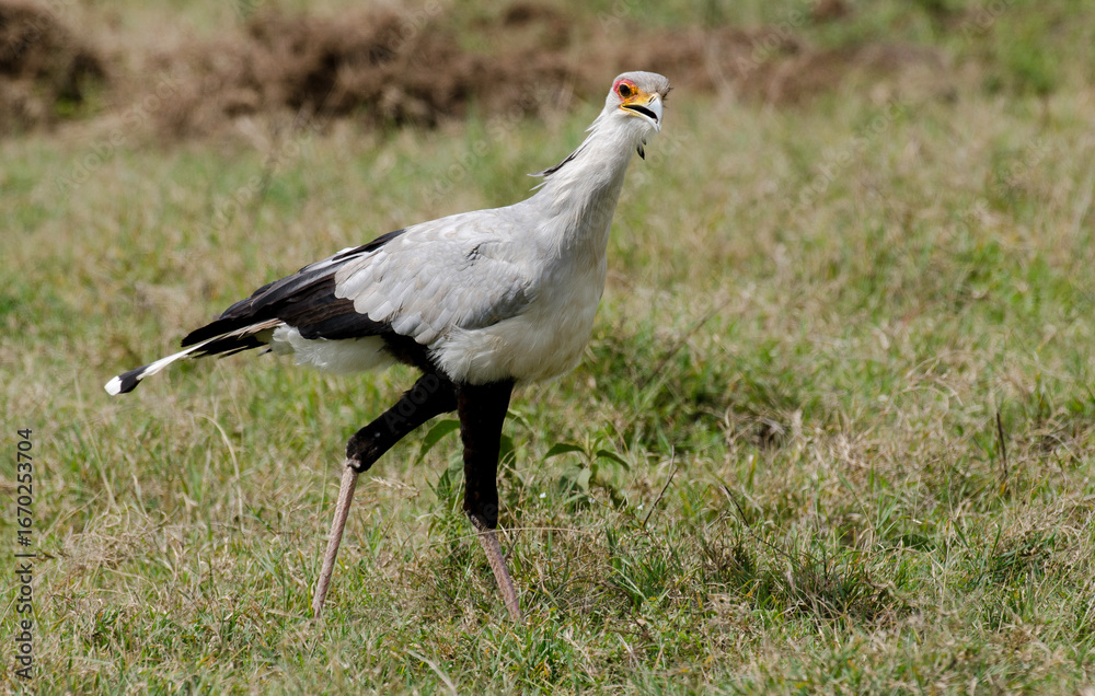 Obraz premium Messager sagittaire, Serpentaire, Sagittarius serpentarius, Secretarybird, Afrique
