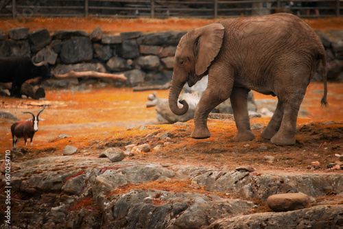 Photography elephants in the wild