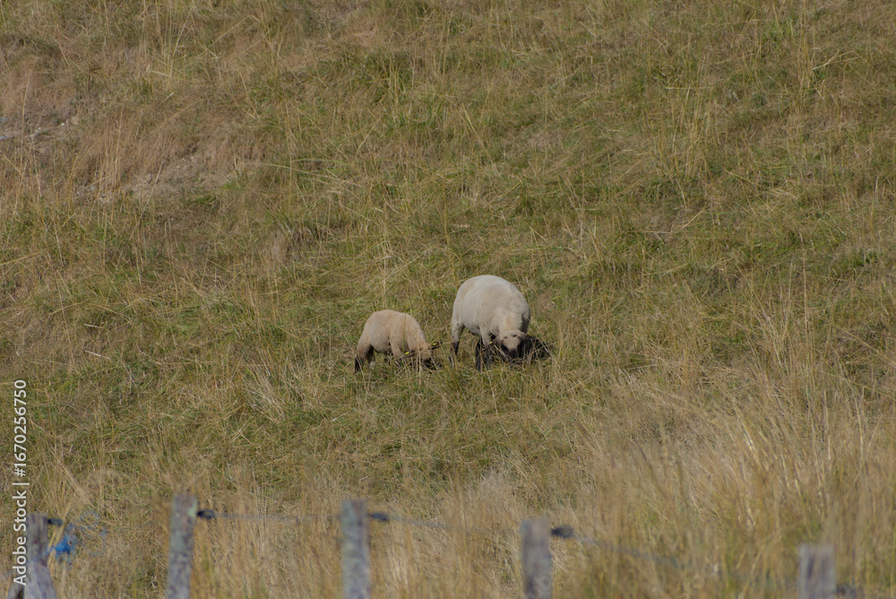 Fototapeta premium A medium-shot photograph of two sheep grazing in a dry, grassy field in a rural setting during the day, conveying a theme of livestock farming.