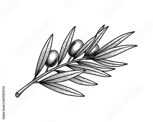 Olive Branch with Olives, Engraving Style, Black and White Botanical Illustration, Detail Plant Artwork, Isolated Vector Illustration